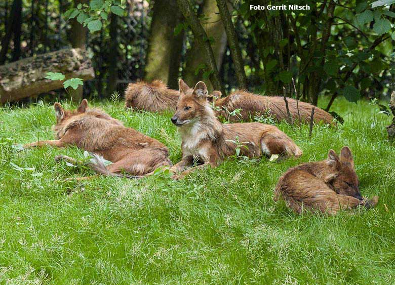 Asiatische Rothunde am 29. Mai 2018 auf der Außenanlage im Grünen Zoo Wuppertal (Foto Gerrit Nitsch)