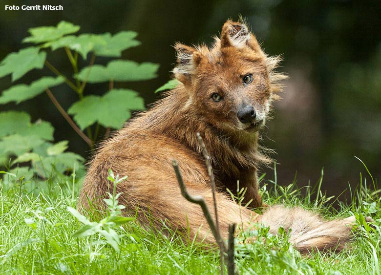 Asiatischer Rothund am 29. Mai 2018 auf der Außenanlage im Zoo Wuppertal (Foto Gerrit Nitsch)