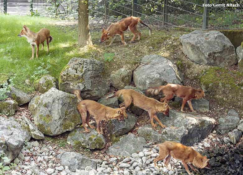 Die sechs neuen Asiatischen Rothunde am 29. Mai 2018 auf der Außenanlage im Grünen Zoo Wuppertal (Foto Gerrit Nitsch)