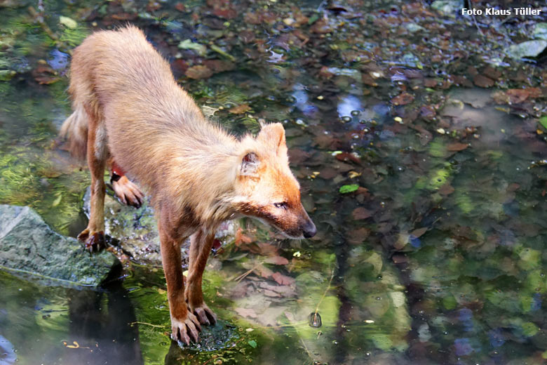 Asiatischer Rothund am 30. Mai 2018 auf der Außenanlage im Zoologischen Garten Wuppertal (Foto Klaus Tüller)