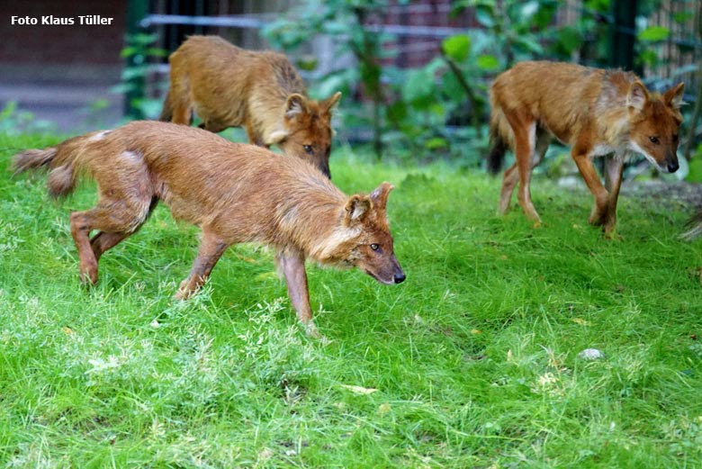 Asiatische Rothunde am 30. Mai 2018 auf der Außenanlage im Zoo Wuppertal (Foto Klaus Tüller)