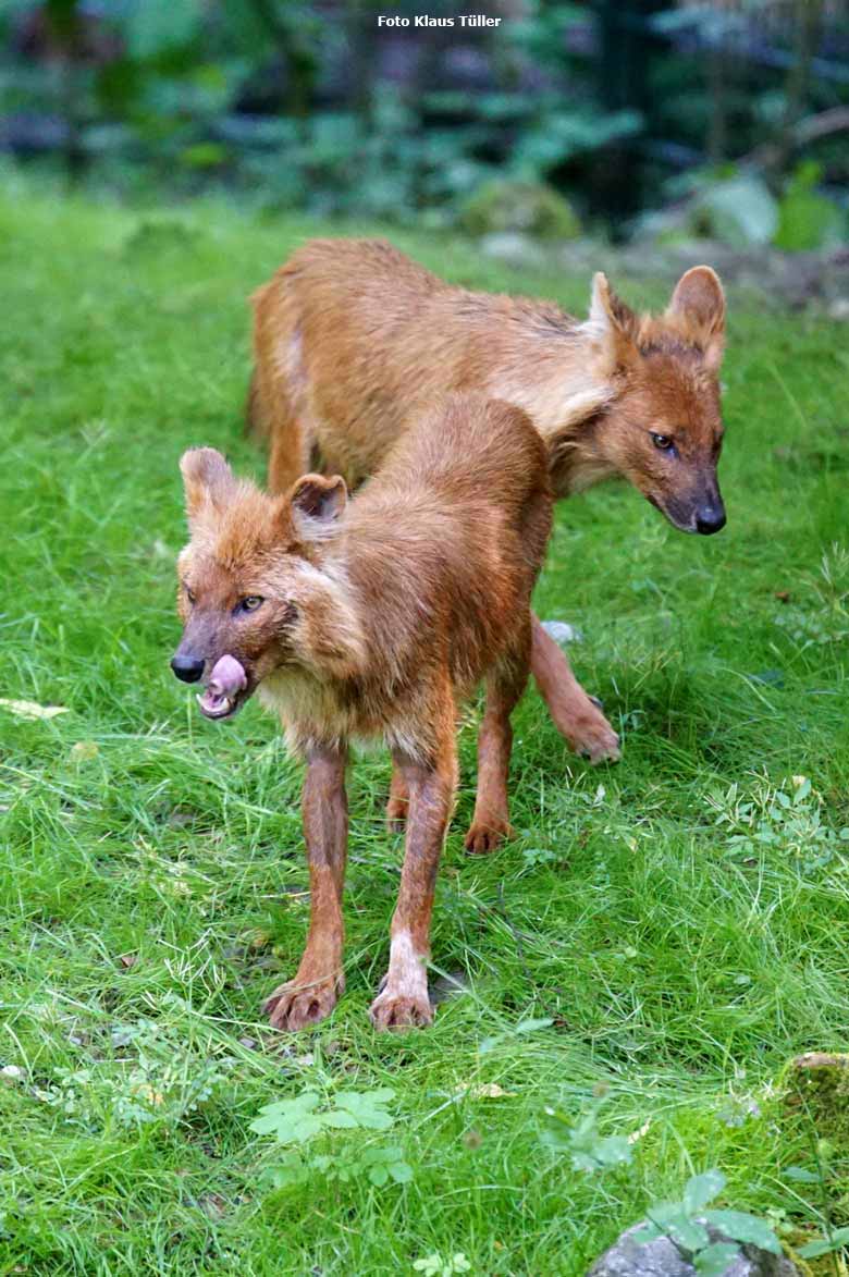 Asiatische Rothunde am 30. Mai 2018 auf der Außenanlage im Grünen Zoo Wuppertal (Foto Klaus Tüller)