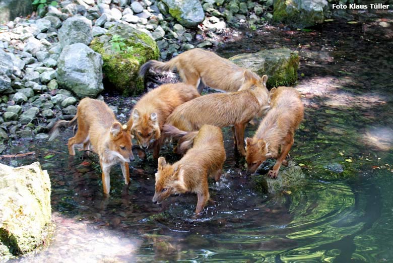 Sechs neue Asiatische Rothunde am 30. Mai 2018 auf der Außenanlage im Wuppertaler Zoo (Foto Klaus Tüller)