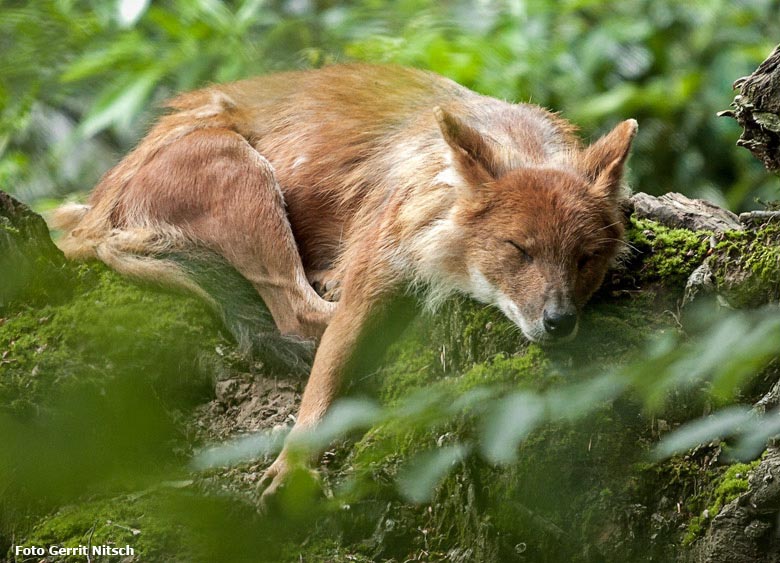 Asiatischer Rothund am 3. Juni 2018 im Wuppertaler Zoo (Foto Gerrit Nitsch)