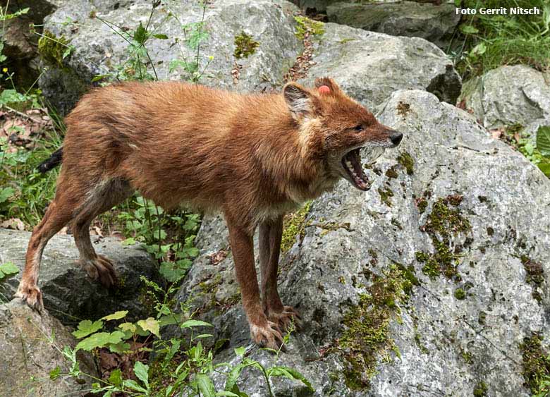 Asiatischer Rothund am 3. Juni 2018 im Zoologischen Garten Wuppertal (Foto Gerrit Nitsch)