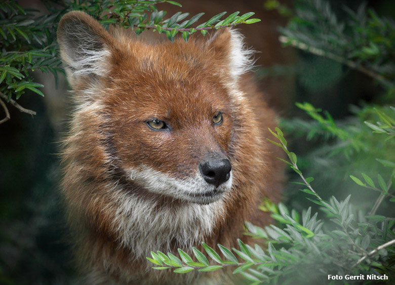 Asiatischer Rothund am 12. Juni 2018 auf der Außenanlage im Wuppertaler Zoo (Foto Gerrit Nitsch)