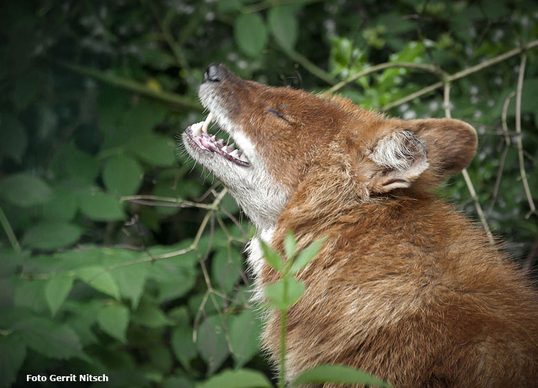 Asiatischer Rothund am 12. Juni 2018 auf der Außenanlage im Zoologischen Garten Wuppertal (Foto Gerrit Nitsch)