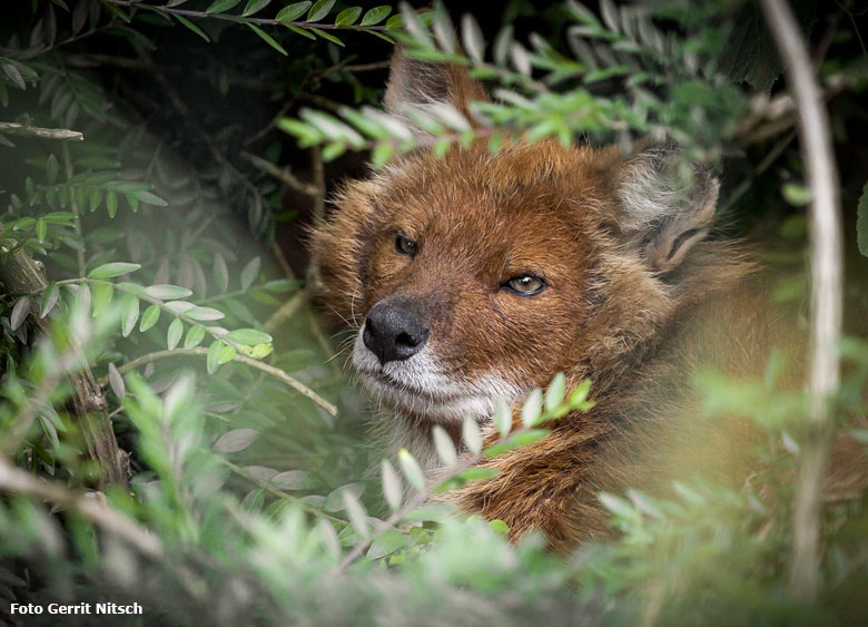 Asiatischer Rothund am 12. Juni 2018 auf der Außenanlage im Grünen Zoo Wuppertal (Foto Gerrit Nitsch)