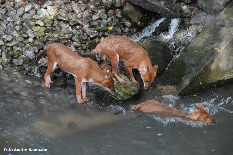 Asiatische Rothunde am 16. Juni 2018 im Wasser im Wuppertaler Zoo (Foto Anette Baumann)