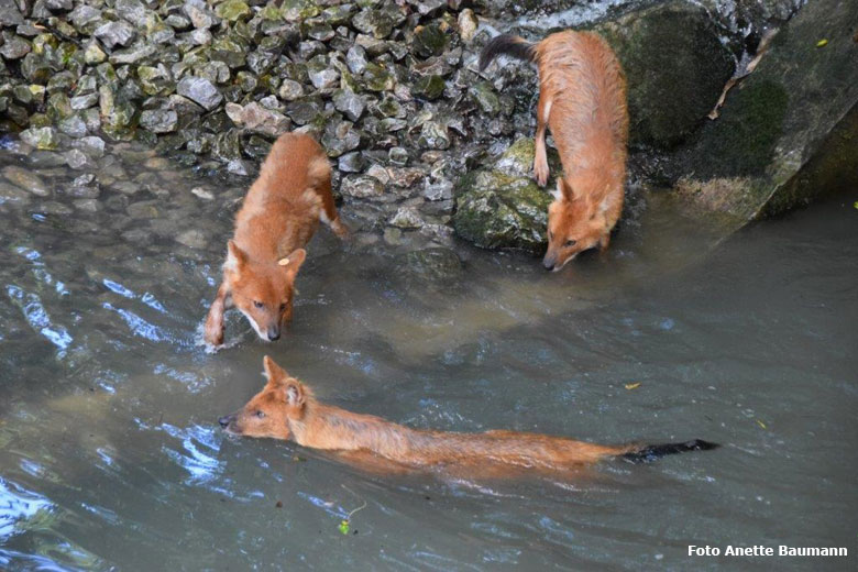 Asiatische Rothunde am 16. Juni 2018 im Wasser im Zoo Wuppertal (Foto Anette Baumann)