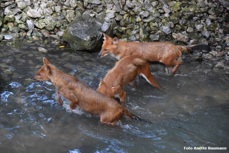 Asiatische Rothunde am 16. Juni 2018 im Wasser im Grünen Zoo Wuppertal (Foto Anette Baumann)