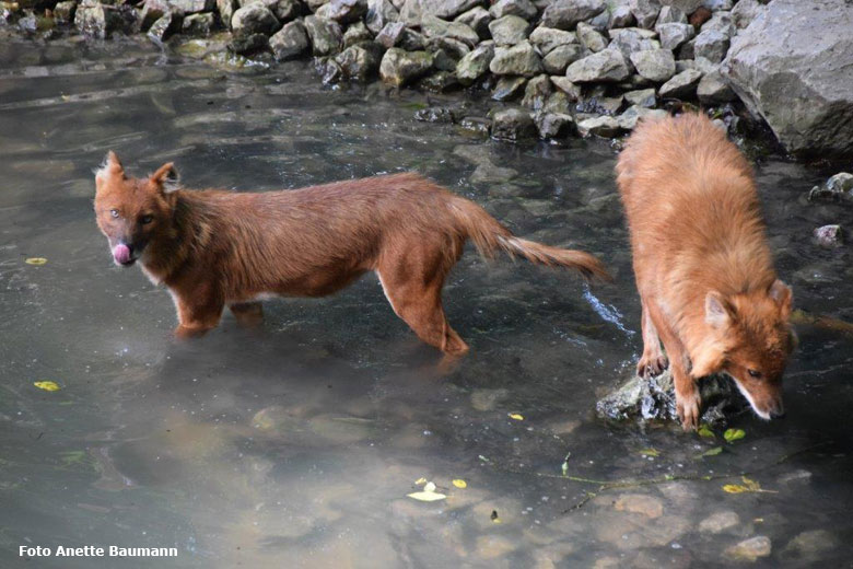 Asiatische Rothunde am 16. Juni 2018 im Wasser im Zoologischen Garten der Stadt Wuppertal (Foto Anette Baumann)