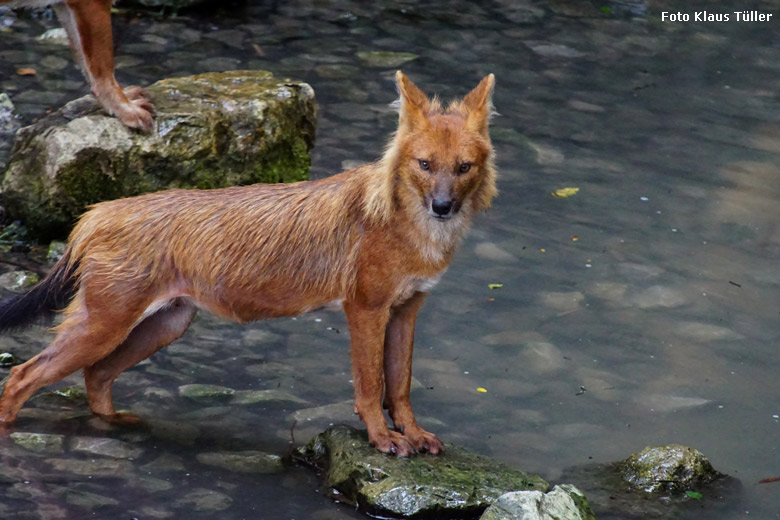 Asiatischer Rothund am 23. Juni 2018 am Wassergraben der Außenanlage im Grünen Zoo Wuppertal (Foto Klaus Tüller)