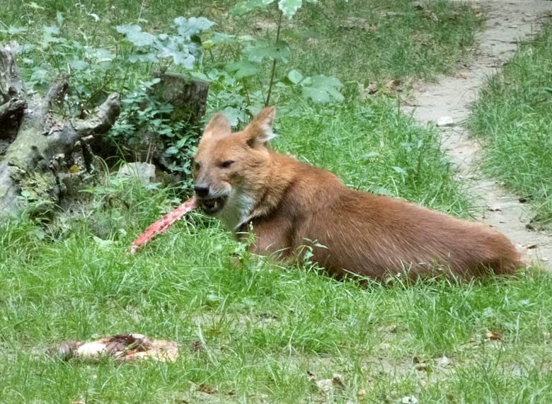 Asiatischer Rothund am 20. Juli 2018 auf der Außenanlage im Wuppertaler Zoo