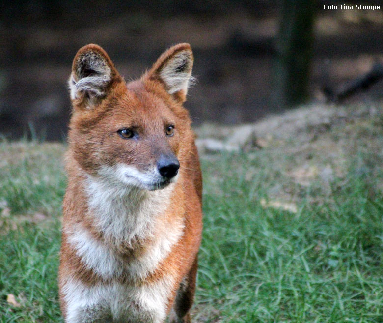 Asiatischer Rothund am 21. Juli 2018 auf der Außenanlage im Grünen Zoo Wuppertal (Foto Tina Stumpe)