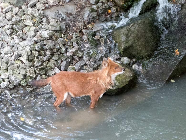 Asiatischer Rothund am 22. Juli 2018 im Wasser der Außenanlage im Zoologischen Garten Wuppertal