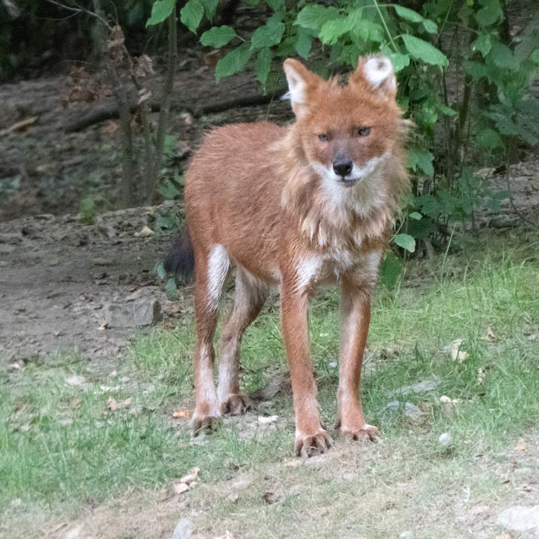 Asiatischer Rothund am 22. Juli 2018 auf der Außenanlage im Zoo Wuppertal