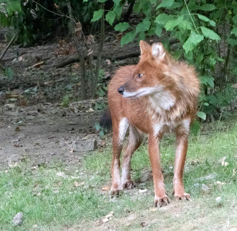 Asiatischer Rothund am 22. Juli 2018 auf der Außenanlage im Zoologischen Garten der Stadt Wuppertal