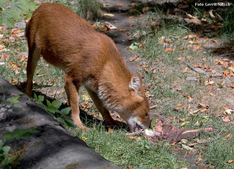 Asiatischer Rothund am 10. August 2018 auf der Außenanlage im Grünen Zoo Wuppertal (Foto Gerrit Nitsch)