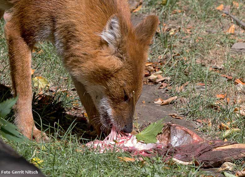 Asiatischer Rothund am 10. August 2018 auf der Außenanlage im Zoologischen Garten Wuppertal (Foto Gerrit Nitsch)