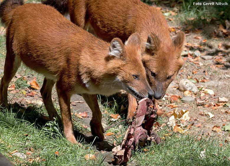 Asiatische Rothunde am 10. August 2018 auf der Außenanlage im Wuppertaler Zoo (Foto Gerrit Nitsch)