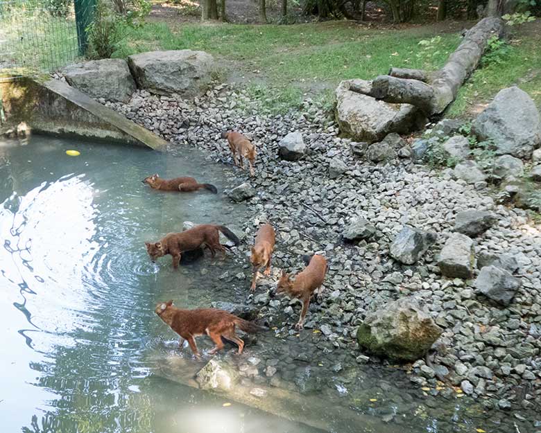 Sechs Asiatische Rothunde am 18. August 2018 auf der Außenanlage im Grünen Zoo Wuppertal