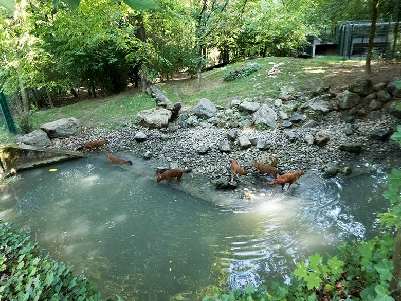 Sechs Asiatische Rothunde am 18. August 2018 auf der Außenanlage im Wuppertaler Zoo