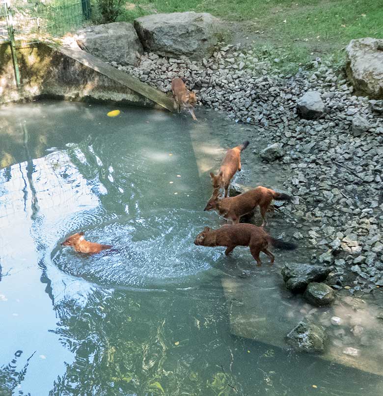 Asiatische Rothunde am 18. August 2018 auf der Außenanlage im Zoologischen Garten Wuppertal