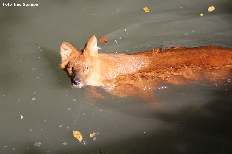 Asiatischer Rothund am 18. August 2018 im Wasser der Außenanlage im Wuppertaler Zoo (Foto Tina Stumpe)