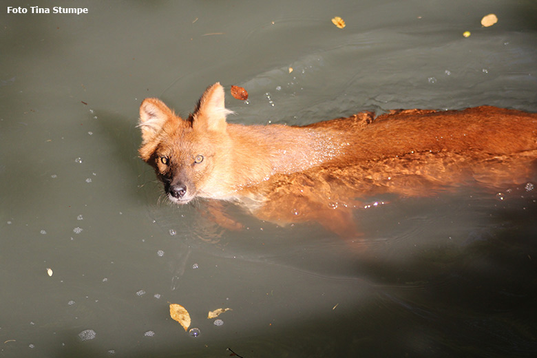 Asiatischer Rothund am 18. August 2018 im Wasser der Außenanlage im Wuppertaler Zoo (Foto Tina Stumpe)