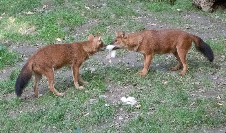 Asiatische Rothunde am 17. September 2018 auf der Außenanlage im Grünen Zoo Wuppertal