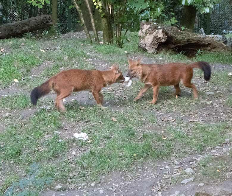 Asiatische Rothunde am 17. September 2018 auf der Außenanlage im Wuppertaler Zoo