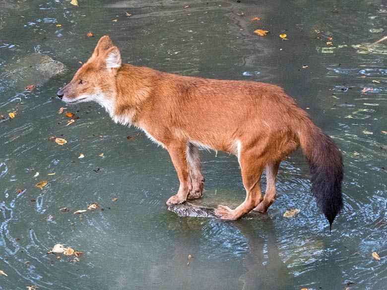 Asiatischer Rothund am 19. September 2018 im Grünen Zoo Wuppertal