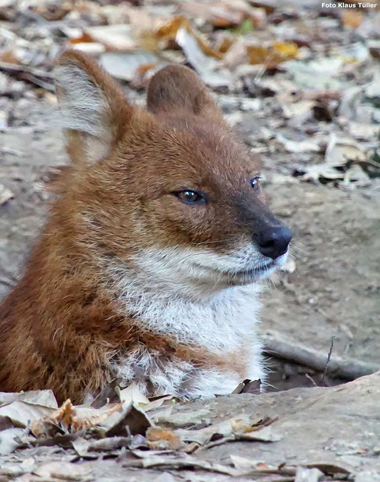 Asiatischer Rothund am 5. Oktober 2018 auf der Außenanlage im Wuppertaler Zoo (Foto Klaus Tüller)