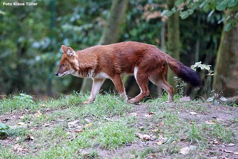 Asiatischer Rothund am 6. Oktober 2018 auf der Außenanlage im Grünen Zoo Wuppertal (Foto Klaus Tüller)