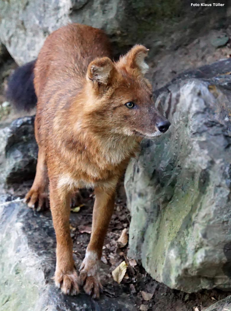 Asiatischer Rothund am 6. Oktober 2018 auf der Außenanlage im Wuppertaler Zoo (Foto Klaus Tüller)