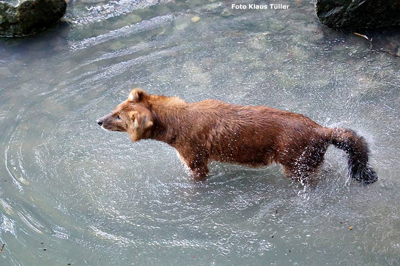 Asiatischer Rothund am 6. Oktober 2018 im Wasser auf der Außenanlage im Zoo Wuppertal (Foto Klaus Tüller)