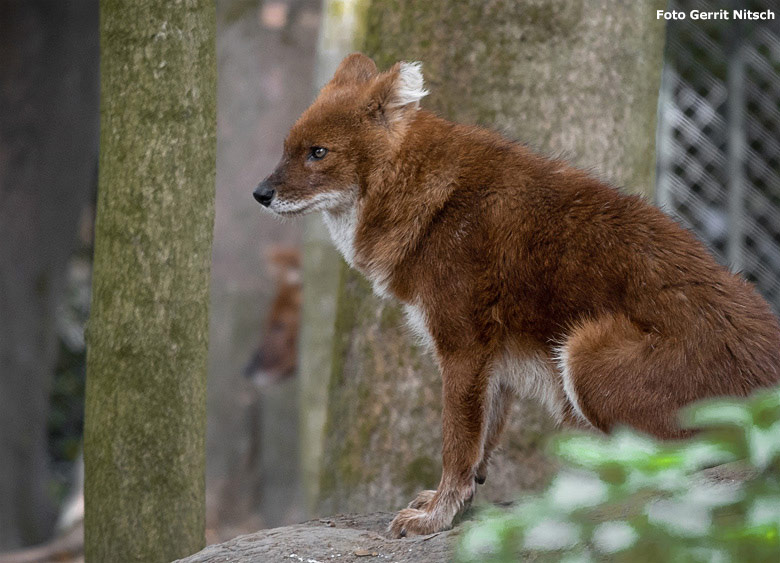 Asiatischer Rothund am 8. Oktober 2018 auf der Außenanlage im Wuppertaler Zoo (Foto Gerrit Nitsch)