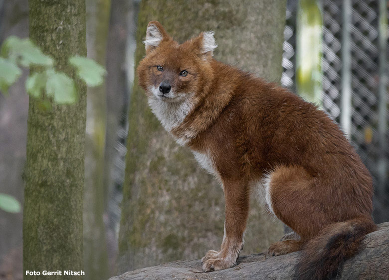 Asiatischer Rothund am 8. Oktober 2018 auf der Außenanlage im Zoo Wuppertal (Foto Gerrit Nitsch)