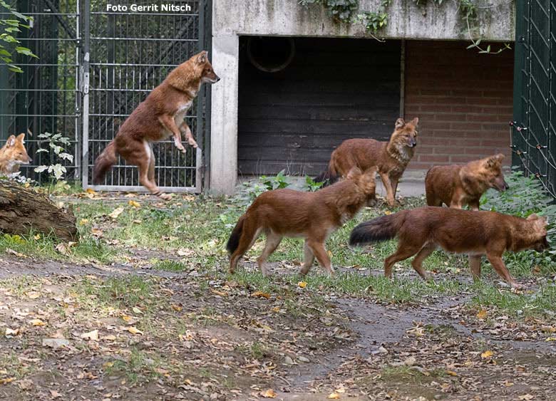 Asiatischer Rothund am 8. Oktober 2018 auf der Außenanlage im Grünen Zoo Wuppertal (Foto Gerrit Nitsch)