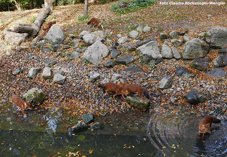 Sechs Asiatische Rothunde am 20. Oktober 2018 auf der Außenanlage im Zoologischen Garten Wuppertal (Foto Claudia Böckstiegel-Wengler)