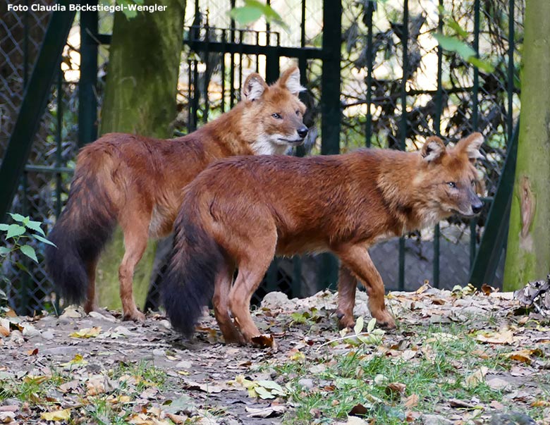 Asiatische Rothunde am 20. Oktober 2018 auf der Außenanlage im Wuppertaler Zoo (Foto Claudia Böckstiegel-Wengler)