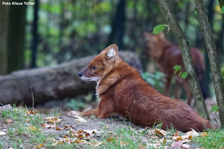 Asiatischer Rothund am 20. Oktober 2018 auf der ehemaligen Wolfsanlage im Grünen Zoo Wuppertal (Foto Klaus Tüller)