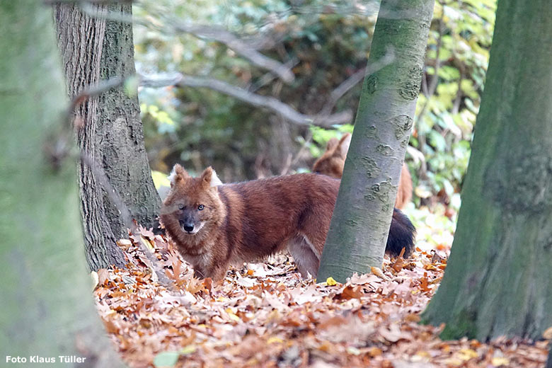 Asiatischer Rothund am 27. Oktober 2018 auf der Braunbärenanlage im Zoologischen Garten der Stadt Wuppertal (Foto Klaus Tüller)