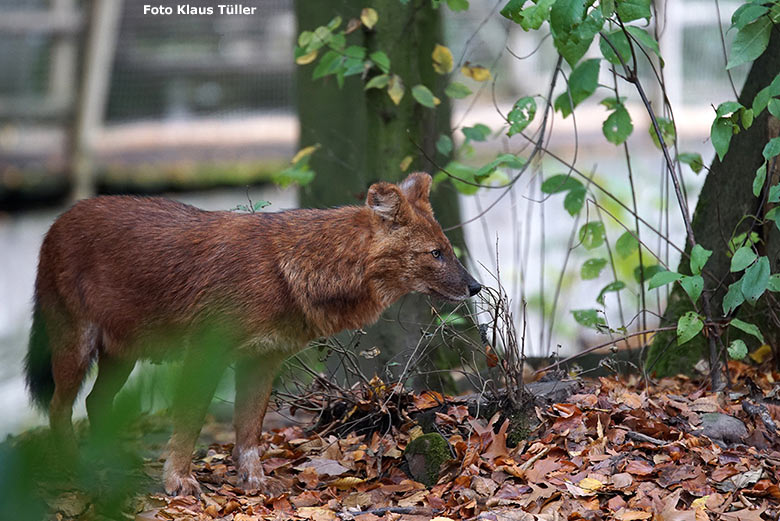 Asiatischer Rothund am 27. Oktober 2018 auf der Braunbärenanlage im Grünen Zoo Wuppertal (Foto Klaus Tüller)