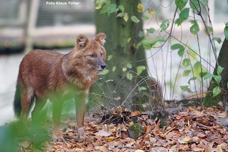 Asiatischer Rothund am 27. Oktober 2018 auf der Braunbärenanlage im Zoo Wuppertal (Foto Klaus Tüller)