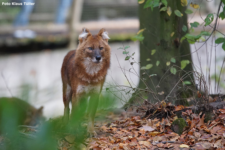 Asiatischer Rothund am 27. Oktober 2018 auf der Braunbärenanlage im Wuppertaler Zoo (Foto Klaus Tüller)