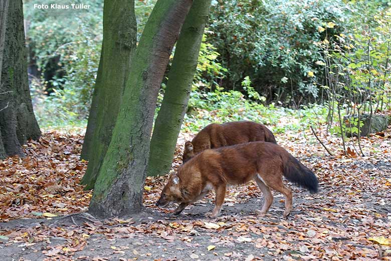 Asiatische Rothunde am 27. Oktober 2018 auf der Braunbärenanlage im Zoologischen Garten Wuppertal (Foto Klaus Tüller)