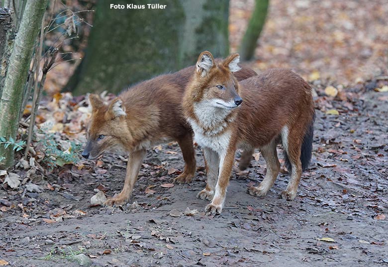 Asiatische Rothunde am 23. November 2018 auf der Außenanlage im Grünen Zoo Wuppertal (Foto Klaus Tüller)