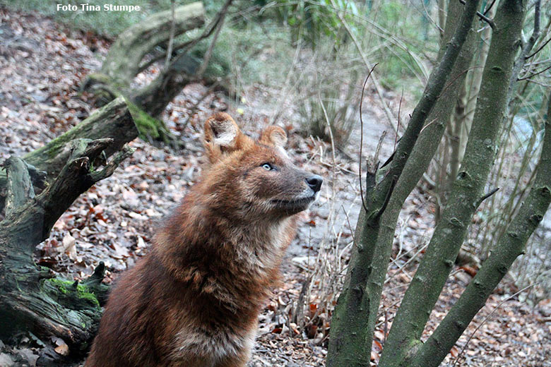 Asiatischer Rothund am 23. Dezember 2018 auf der ehemaligen Wolfsanlage im Zoologischen Garten Wuppertal (Foto Tina Stumpe)